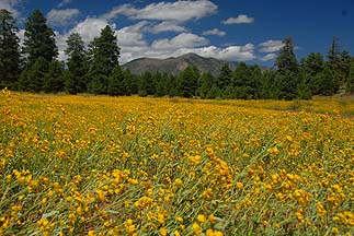 Meadow wildflowers, August 30